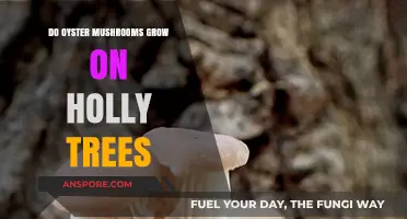 Can Oyster Mushrooms Thrive on Holly Trees? Exploring Growth Possibilities