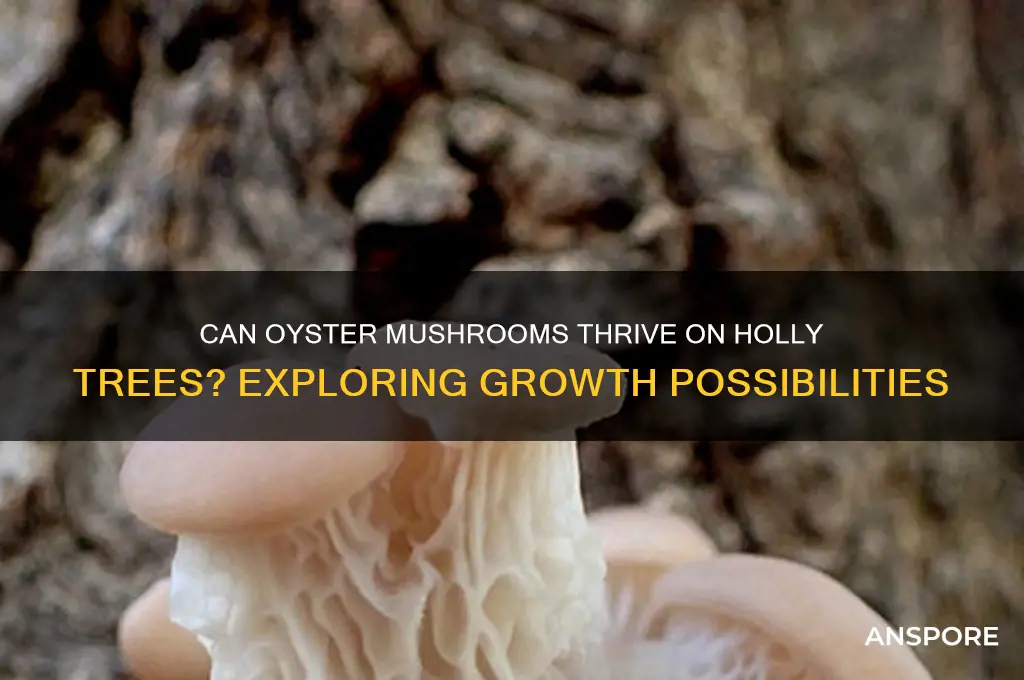 do oyster mushrooms grow on holly trees