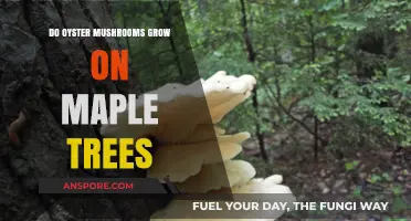 Can Oyster Mushrooms Thrive on Maple Trees? Exploring the Possibility