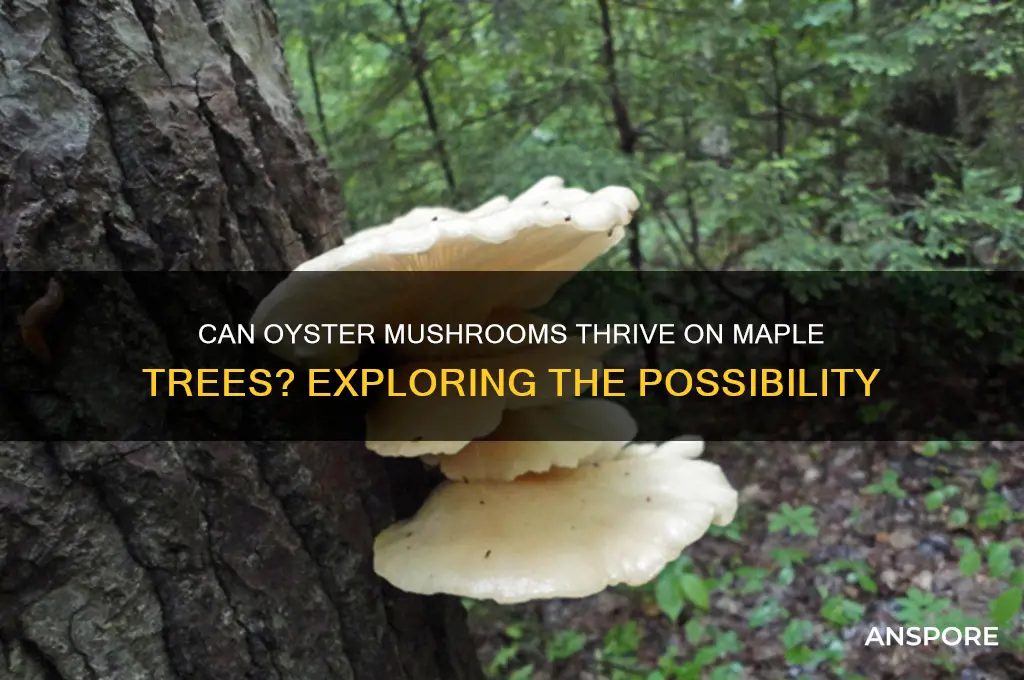 do oyster mushrooms grow on maple trees