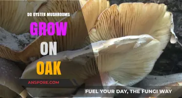 Do Oyster Mushrooms Thrive on Oak Trees? Exploring Growth Habits