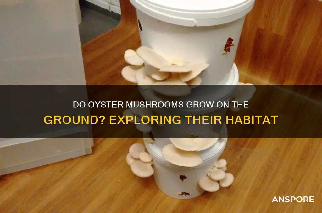 do oyster mushrooms grow on the ground
