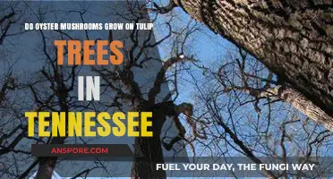 Can Oyster Mushrooms Thrive on Tulip Trees in Tennessee?