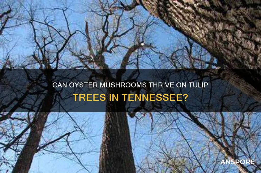 do oyster mushrooms grow on tulip trees in tennessee