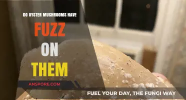 Are Oyster Mushrooms Fuzzy?