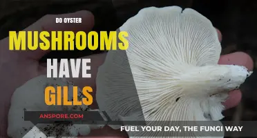 Are Oyster Mushrooms Gilled?