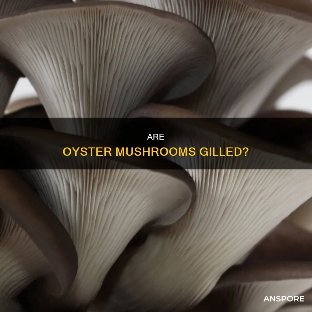 do oyster mushrooms have gills