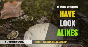 Identifying Oyster Mushrooms: Spotting Look-Alikes and Avoiding Mistakes