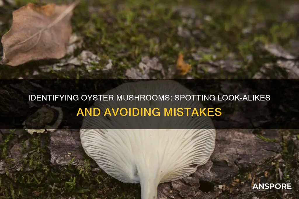 do oyster mushrooms have look alikes