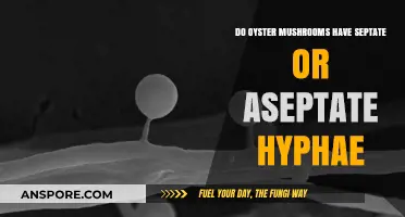 How Oyster Mushrooms Grow: Septate or Aseptate?