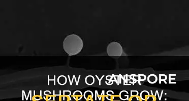 do oyster mushrooms have septate or aseptate hyphae