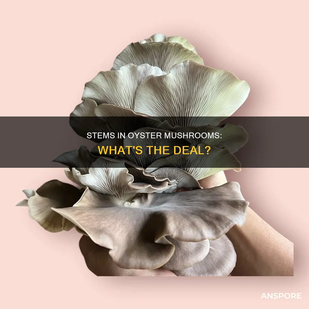 do oyster mushrooms have stems