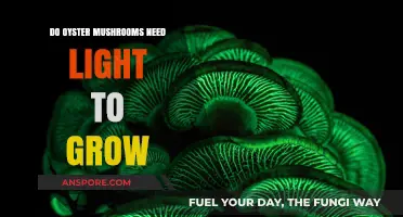 Do Oyster Mushrooms Need Light? Growing Tips for Optimal Yield