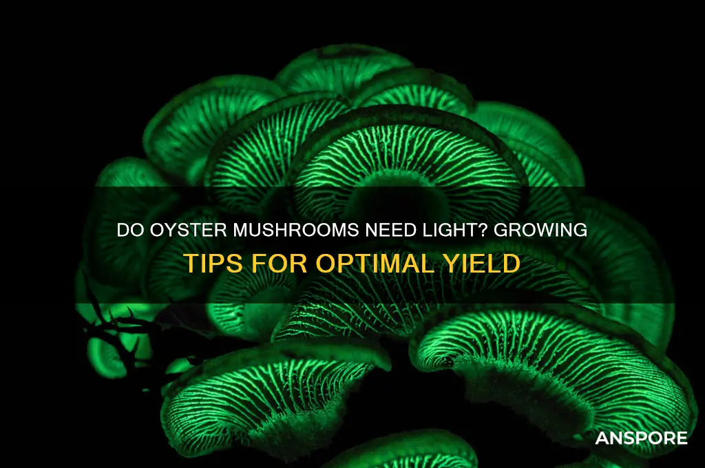do oyster mushrooms need light to grow