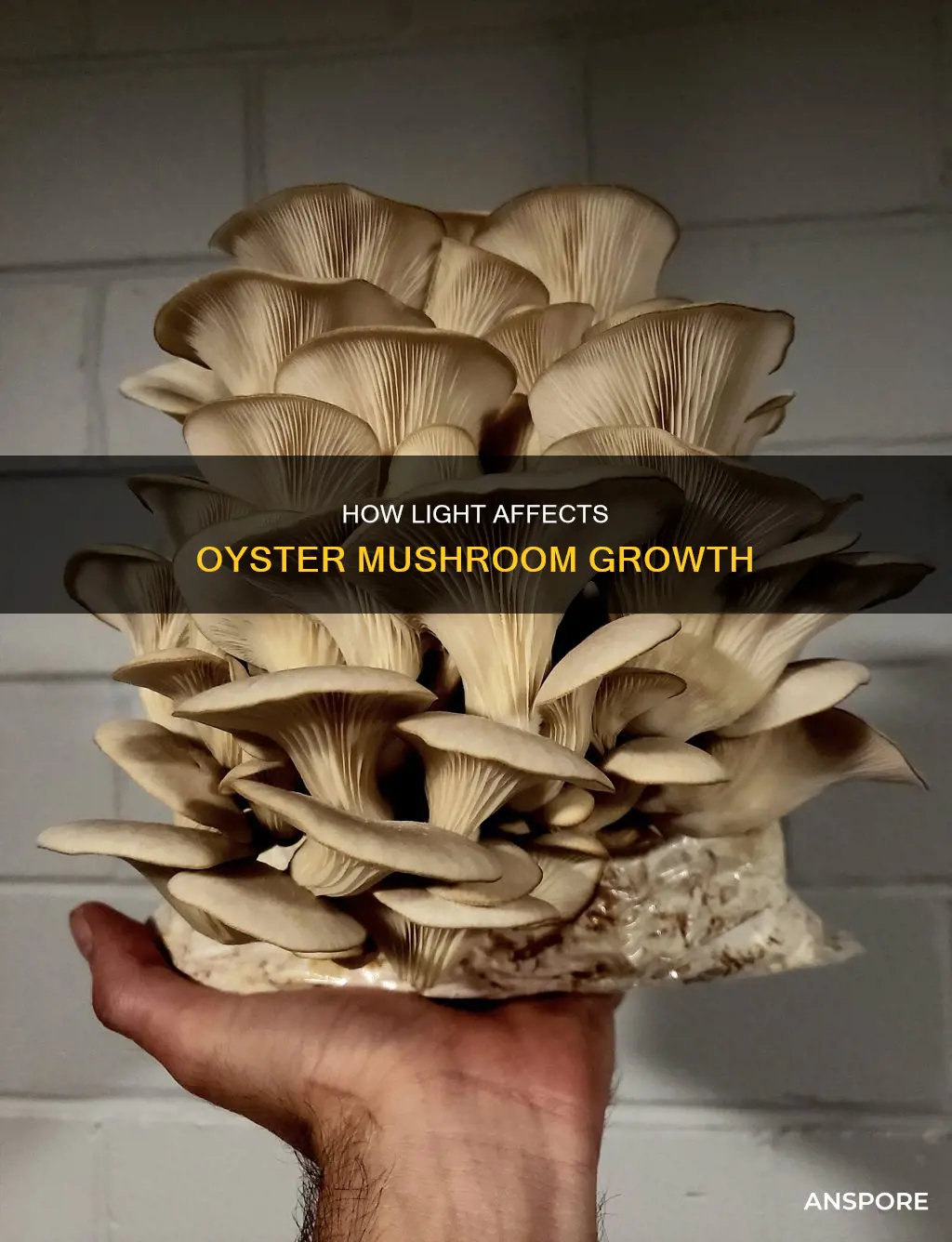 do oyster mushrooms need light