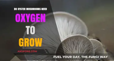 Do Oyster Mushrooms Need Oxygen? Unveiling Their Growth Requirements