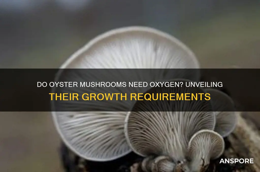 do oyster mushrooms need oxygen to grow