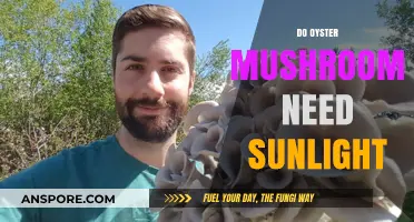 Oyster Mushrooms: Sunlight or Shade?