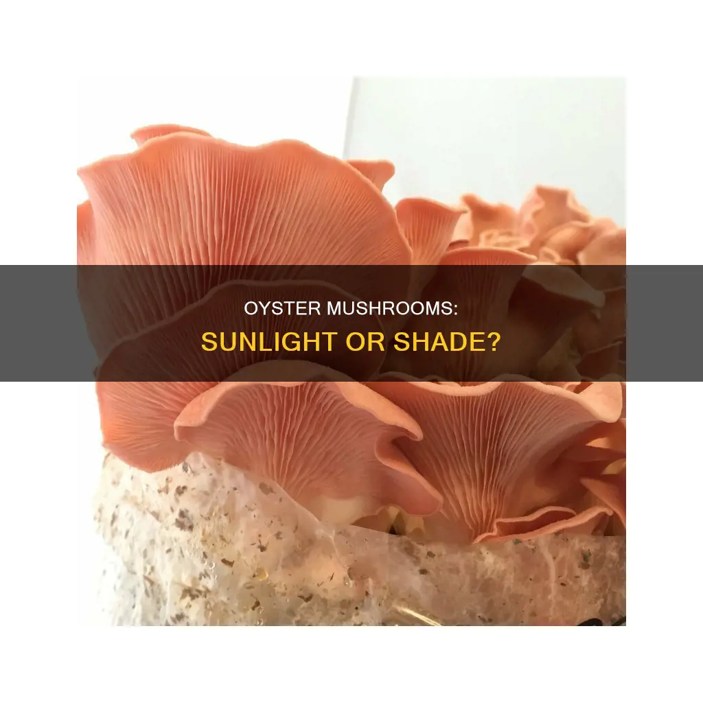 do oyster mushrooms need sunlight
