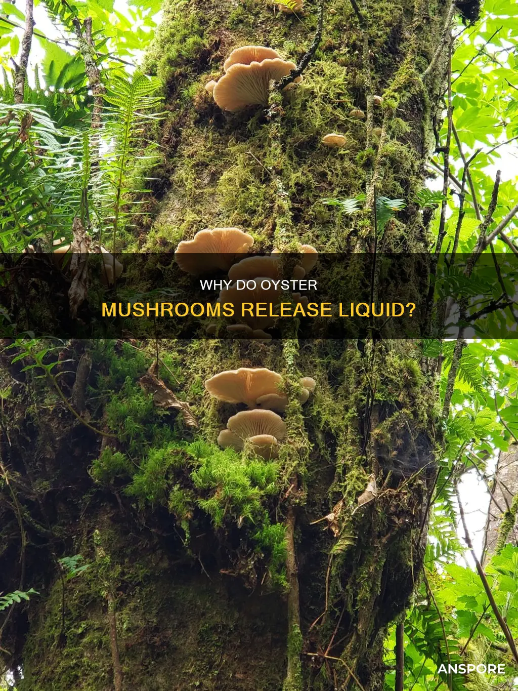 do oyster mushrooms release liquid