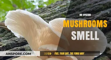 How Do Oyster Mushrooms Smell?