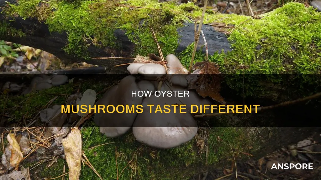 do oyster mushrooms taste different