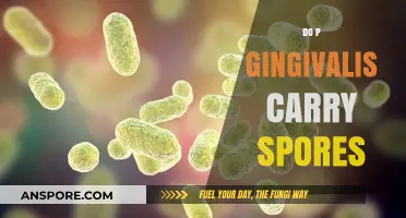 Do P. Gingivalis Carry Spores? Unraveling the Mystery of This Oral Bacterium