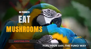 Can Parrots Safely Eat Mushrooms? A Comprehensive Dietary Guide