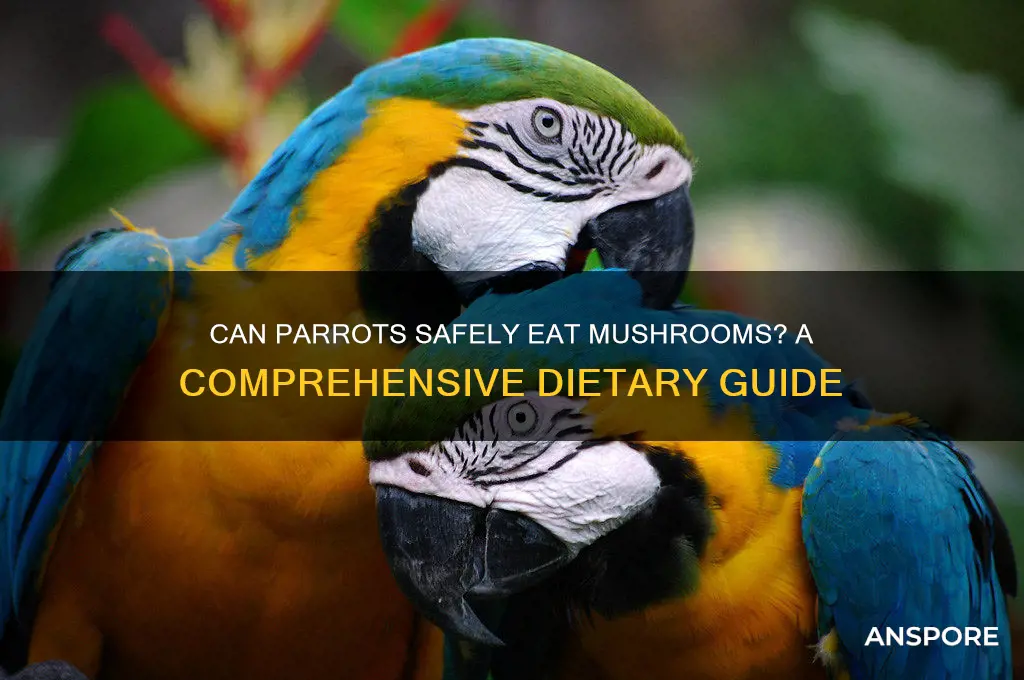 do parrots eat mushrooms