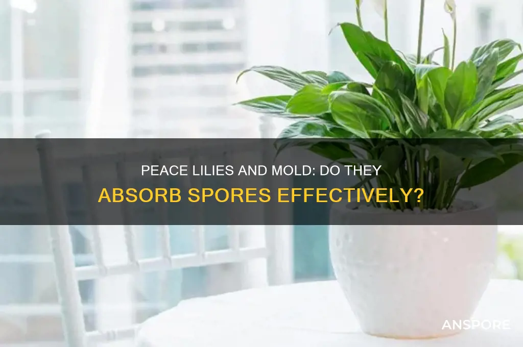 do peace lilies absorb mold spores