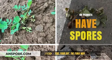 Do Peanuts Have Spores? Unraveling the Truth About Peanut Reproduction