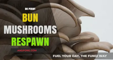 Where Do Penny Bun Mushrooms Come From?