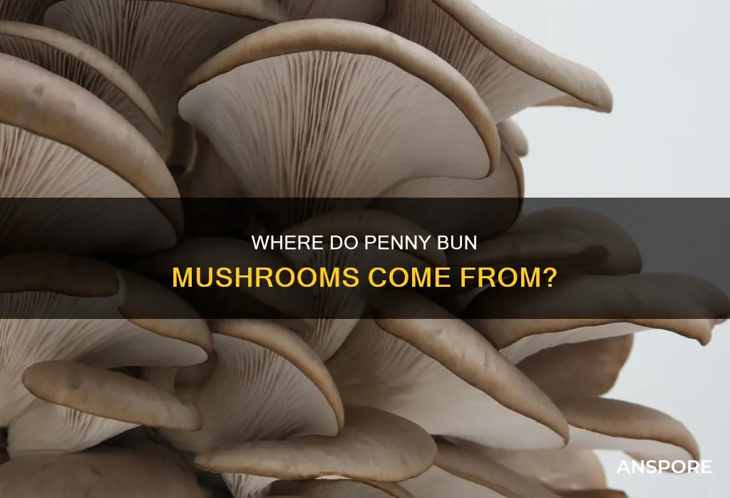 do penny bun mushrooms respawn
