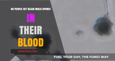 Can Black Mold Spores Enter Your Bloodstream? Uncovering the Truth