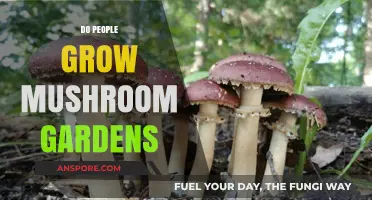 Cultivating Mushroom Gardens: A Growing Trend in Home Horticulture