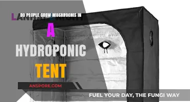 Can Mushrooms Thrive in Hydroponic Tents? Exploring Indoor Cultivation