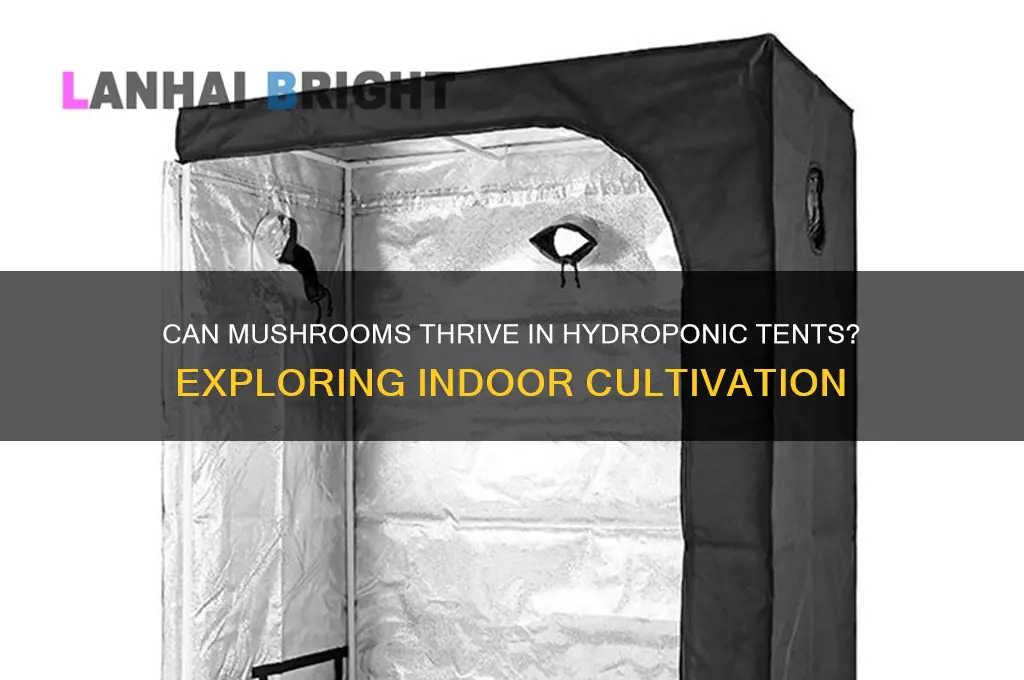 do people grow mushrooms in a hydroponic tent