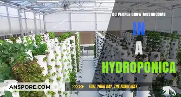 Hydroponic Mushroom Cultivation: A Viable Method for Growing Fungi?