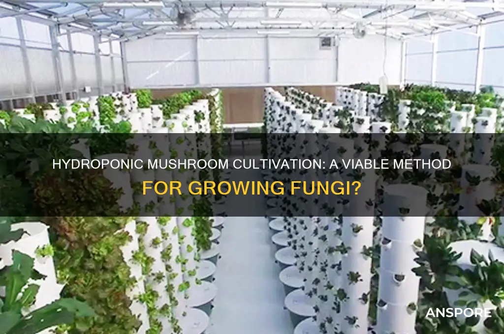 do people grow mushrooms in a hydroponically