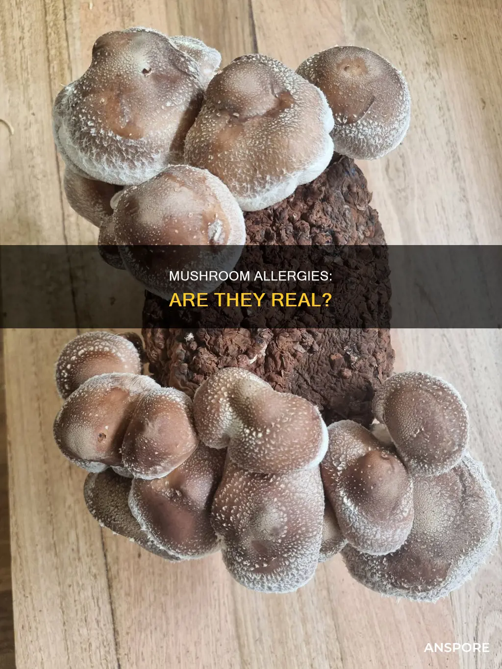 do people have mushroom allergies