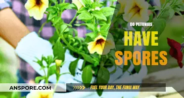 Do Petunias Have Spores? Unveiling the Truth About Their Reproduction