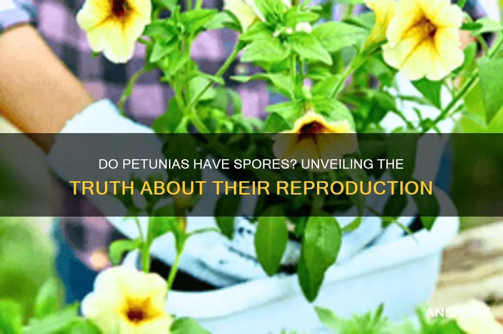 do petunias have spores