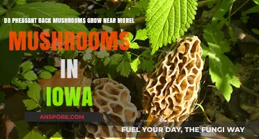 Pheasant Back and Morel Mushrooms: Co-occurring in Iowa Forests?