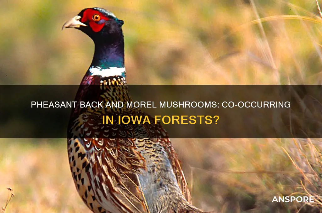 do pheasant back mushrooms grow near morel mushrooms in iowa