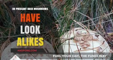 Pheasant Back Mushrooms: Look-Alikes or Not?