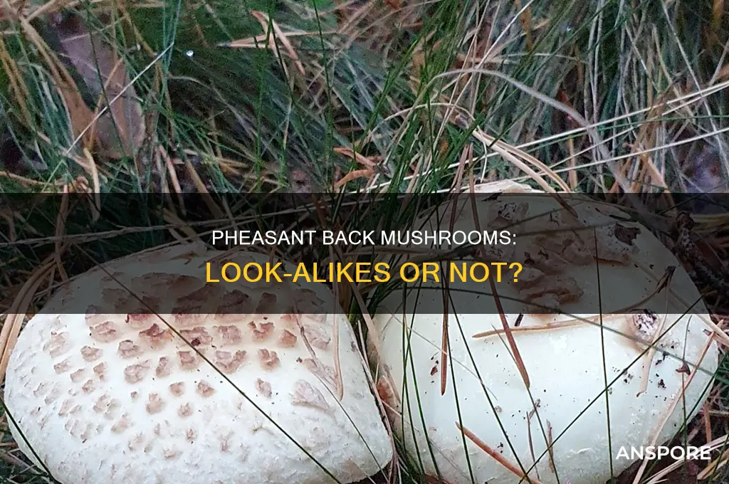 do pheasant back mushrooms have look alikes