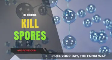 Phenols' Efficacy Against Spores: Uncovering Their Antimicrobial Potential