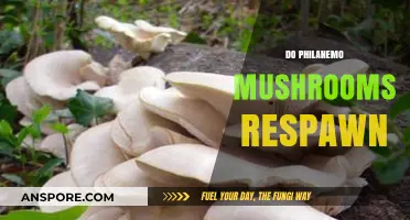 Exploring Philanemo Mushrooms: Do They Ever Respawn?