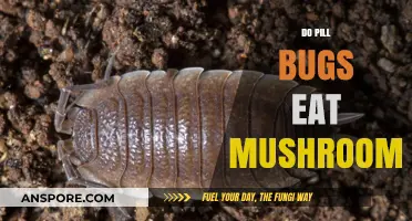 Do Pill Bugs Eat Mushrooms? Exploring Their Diet and Habits