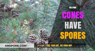 Pine Cones and Spores: Unraveling the Mystery of Their Reproduction